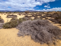 Dunes de Maspalomas